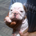 Anakan English Bulldog