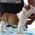 Anakan English Bulldog