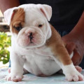 Anakan English Bulldog