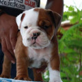 Anakan English Bulldog