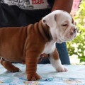 Anakan English Bulldog