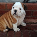 Anakan English Bulldog