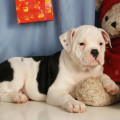 Anakan English Bulldog