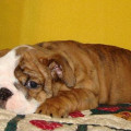 Anakan English Bulldog