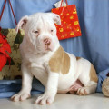 Anakan English Bulldog