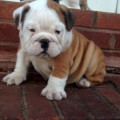 Anakan English Bulldog