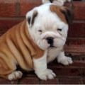 Anakan English Bulldog