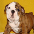 Anakan English Bulldog