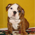 Dijual English Bulldog