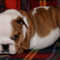 Anakan English Bulldog