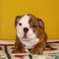 Anakan English Bulldog