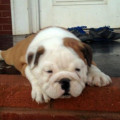 Anakan English Bulldog