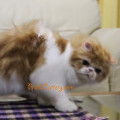 Kucing Persia Peaknose pesek