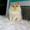 Kucing Persia Peaknose pesek