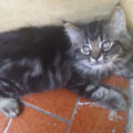 Kucing anggora