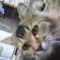 Kucing anggora