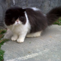 Kucing Persia Peaknose Pesek