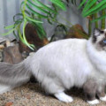 Kucing Persia Peaknose Pesek