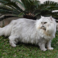 Kucing anggora