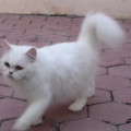 Kucing anggora