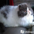 Kucing Persia Peaknose Pesek