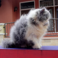 Kucing Persia Peaknose Pesek