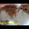 Kucing Persia Peaknose Pesek