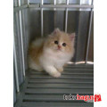 kucing peaknose pesek