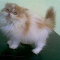 kucing peaknose pesek