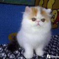 kucing peaknose pesek