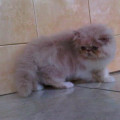 kucing peaknose pesek