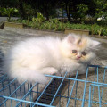 kucing peaknose pesek