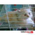 Kucing anggora