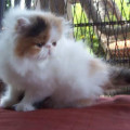 kucing peaknose pesek