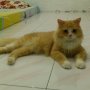 Jual Kitten Anggora (Jogja)