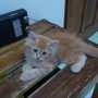 Jual Kitten Anggora (Jogja)