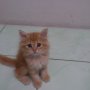 Jual Kitten Anggora (Jogja)