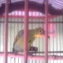 Jual burung Cucak ijo bahan