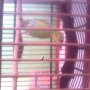 Jual burung Cucak ijo bahan