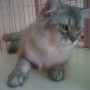 Jual Kucing Persia Murah [-Zaira cat-]