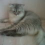 Jual Kucing Persia Murah [-Zaira cat-]