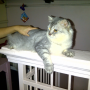 Jual Kucing Persia Murah [-Zaira cat-]