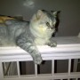 Jual Kucing Persia Murah [-Zaira cat-]