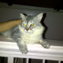 Jual Kucing Persia Murah [-Zaira cat-]