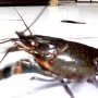 Jual lobster air tawar