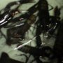 Jual lobster air tawar