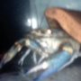 Jual lobster air tawar